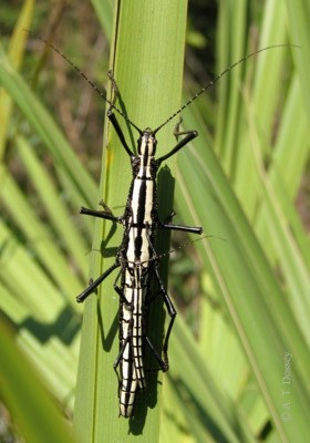 A mating couple of <em>Anisomorpha buprestoides</em> (Stoll, 1813) in the Ocala National Forest, Florida, USA.