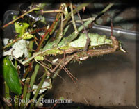A male of Haaniella grayii (Westwood, 1859) from Borneo mates with a female of Heteropteryx dilatata (Parkinson, 1798)