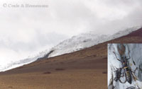 Snow-border on the Volcano Cotopaxi (N-Ecuador) at almost 5000 m, the highest record of <em>Monticomorpha flavolimbata</em> (Redtenbacher, 1906).