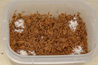 Breeding box for springtails with flour.