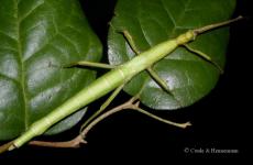 Diapherodes jamaicensis "Jamaica"