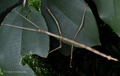 Phanocles costaricensis "Bosque del Niño"