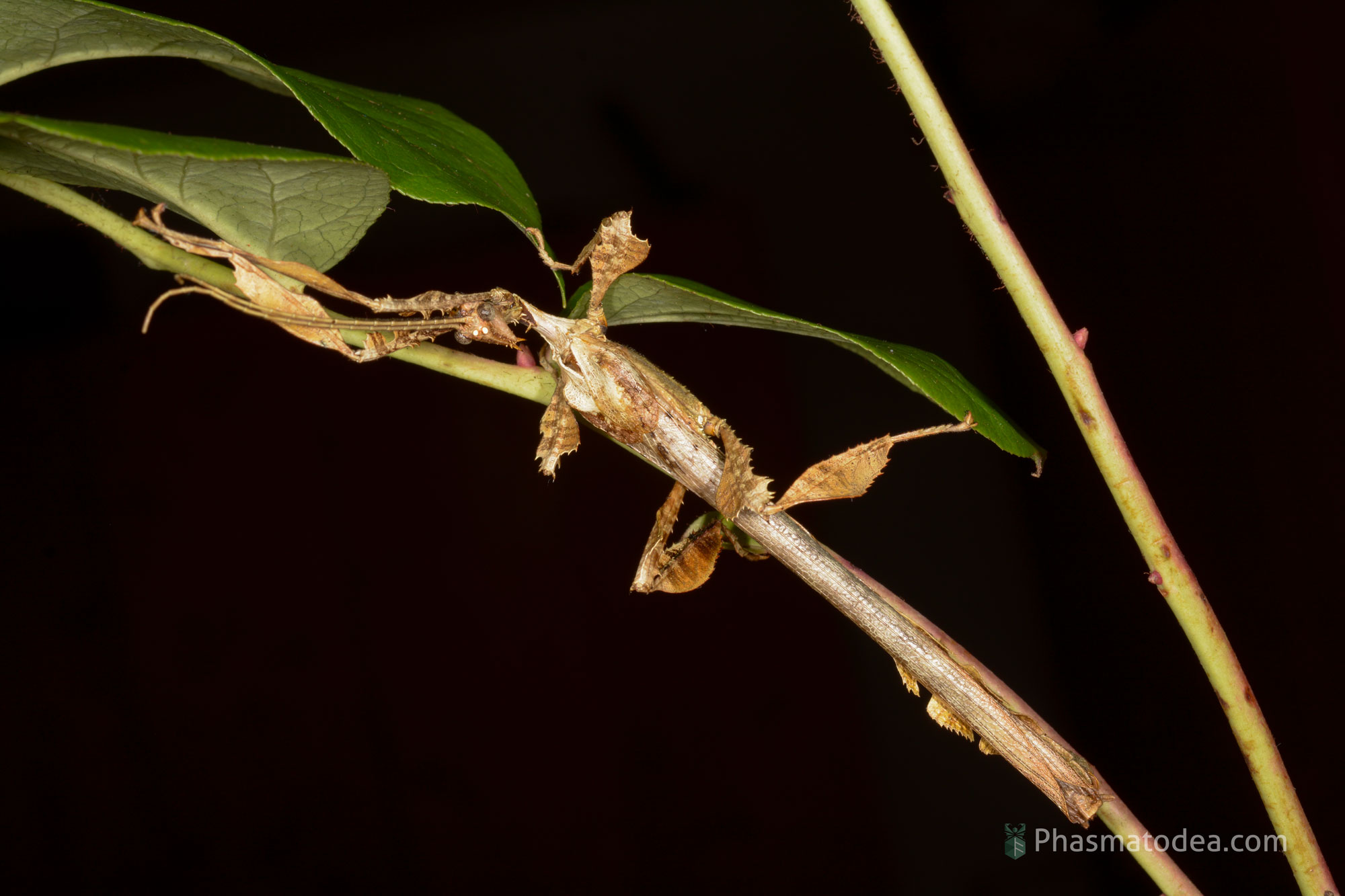 Extatosoma popa "Neney, West Papua"