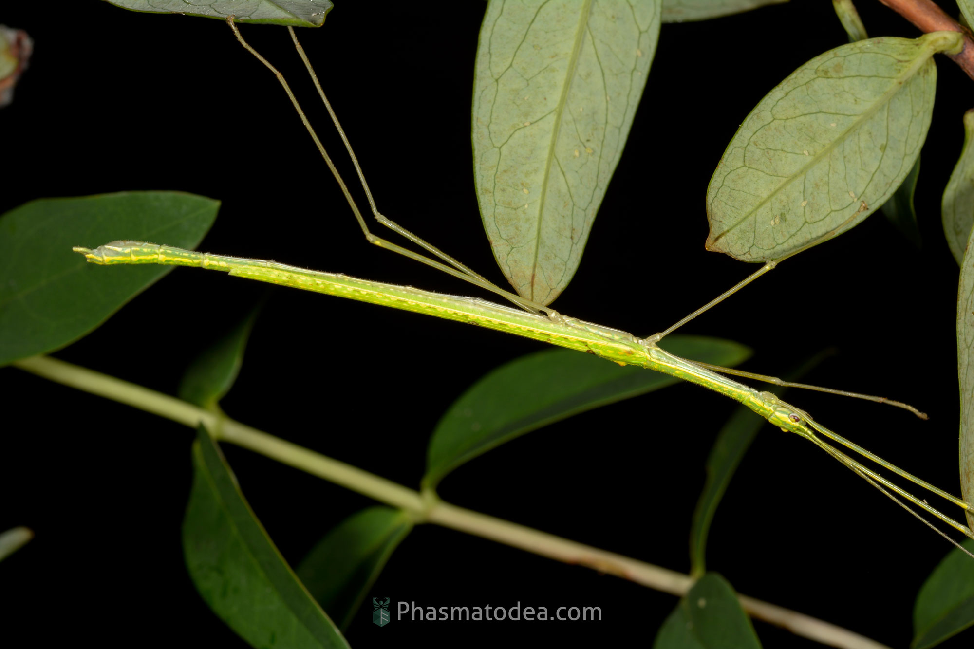 Necroscia confusa "Upper Seletar Reservoir Park, Singapore"