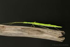 Necroscia punctata "Dong Nai"