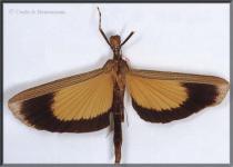 Stratocles stabilinus (Westwood, 1859)